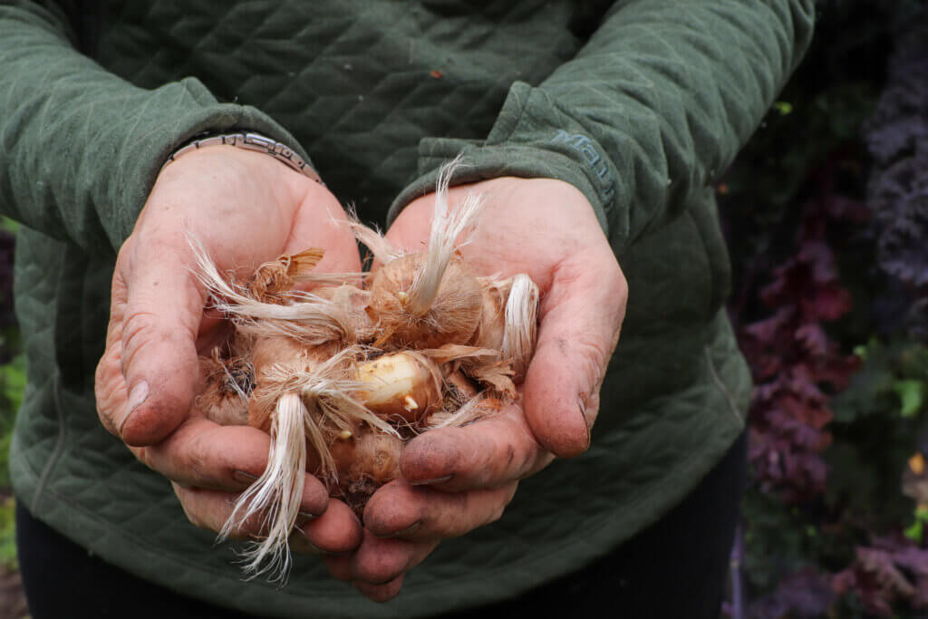 Crocus bulbs before planting