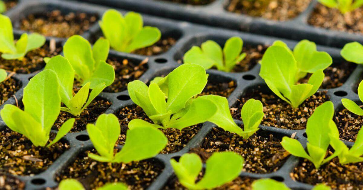 Seedlings in a starter tray