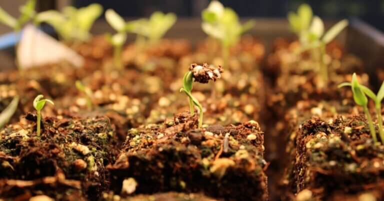 Close-up of seedlings in soil blocks