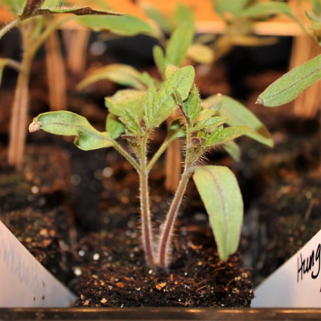 Tomato starts early on