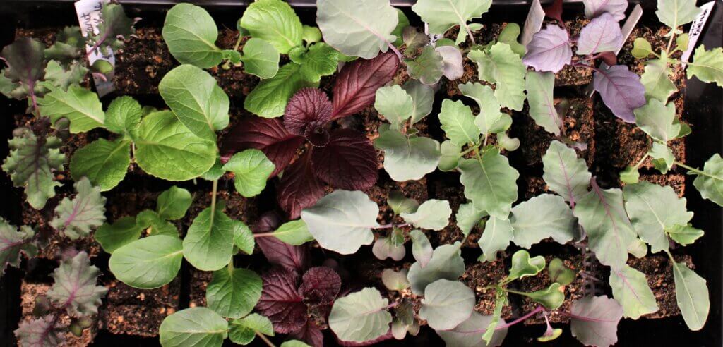 Brassica seedlings growing strong