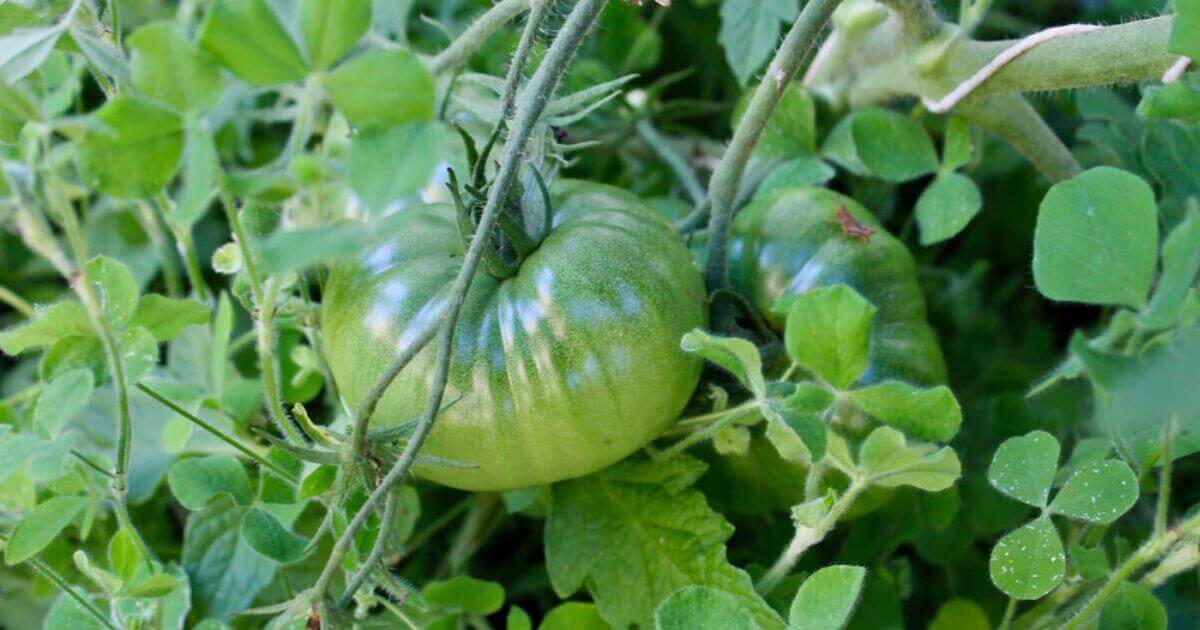 A tomato plant underplanted with crimson clover, which was later carefully mowed down and used as mulch as the tomatoes matured.