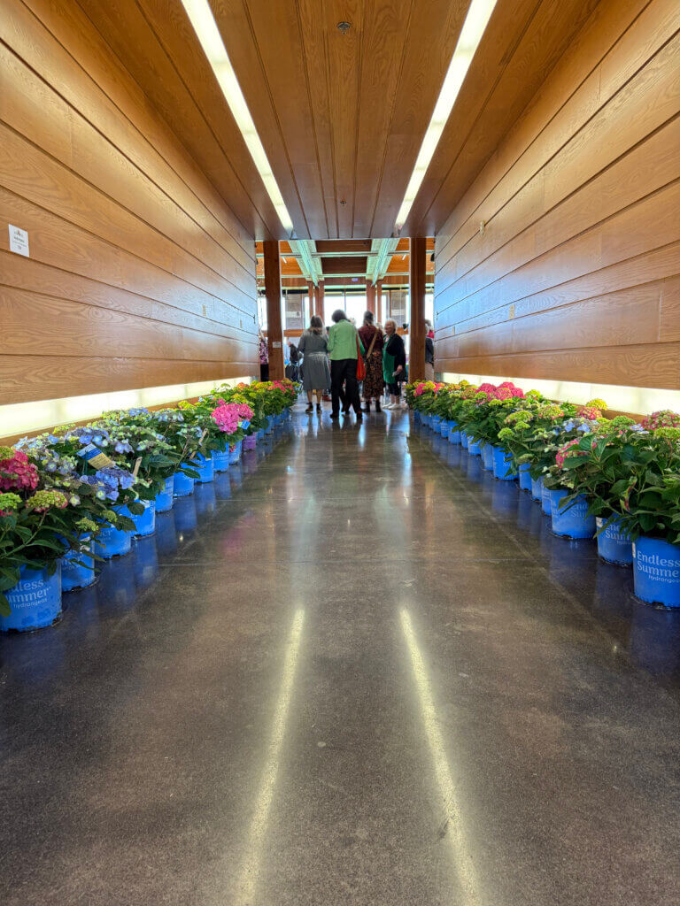 Hallway of hydrangeas at the Garden Gala