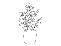 Indoor houseplant illustration