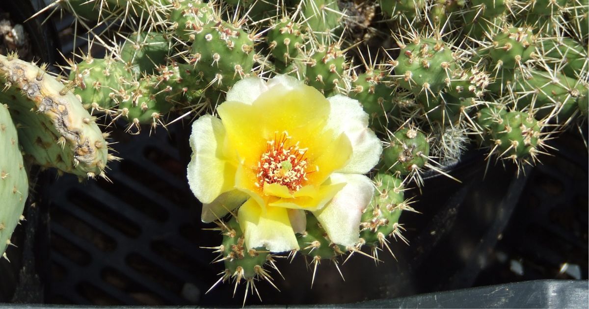 Plains Prickly Pear in Minnesota