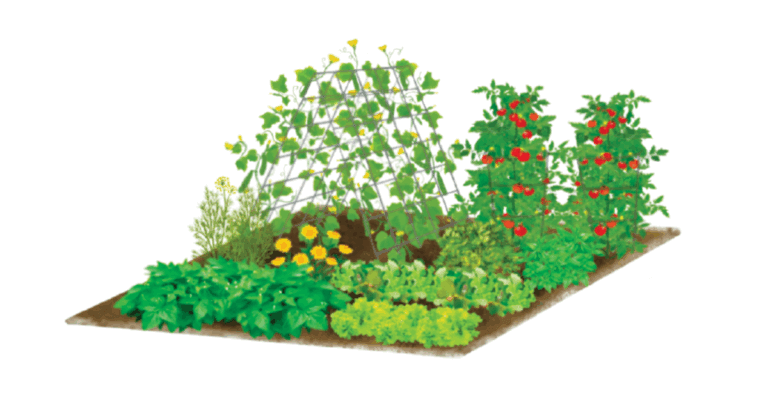 Starter vegetable garden design