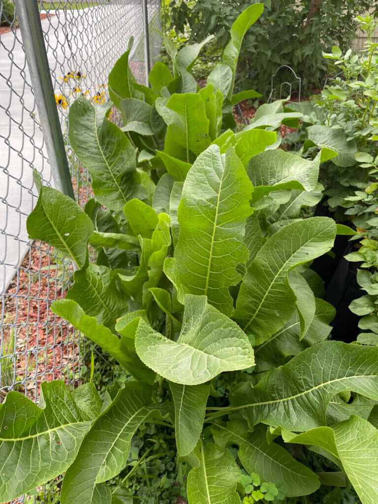 Horseradish root in the garden
