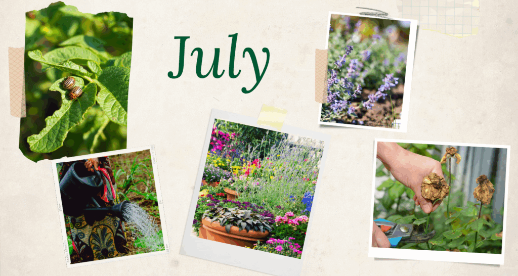July garden checklist