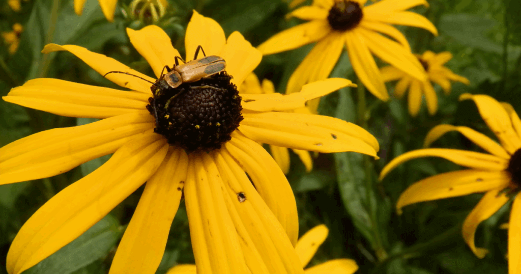 A soldier beetle hanging out on top of a Black-Eyed Susan flower.
