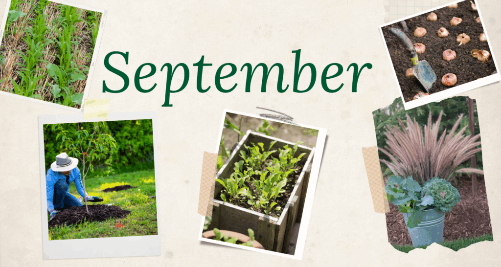September garden checklist