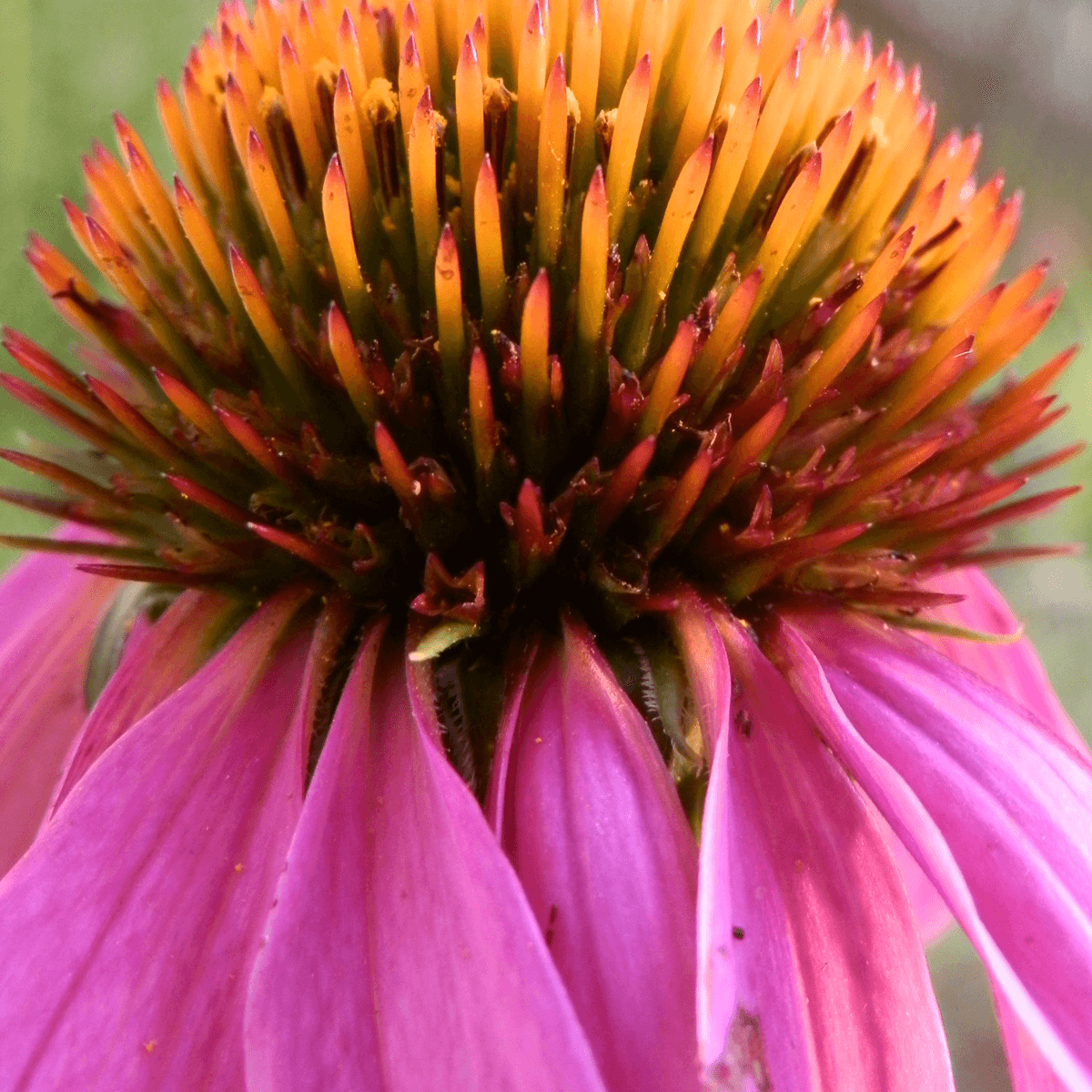 A close up shot of an echinacea flower