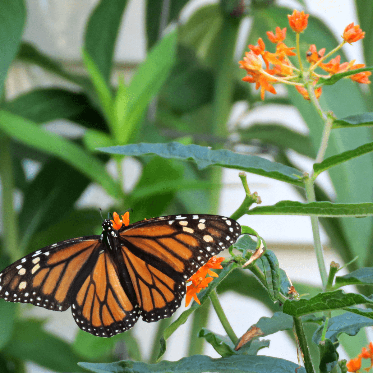 A monarch feeds on a butterfly weed flower