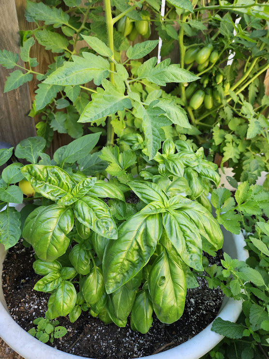 Basil masking tomatoes from thrips