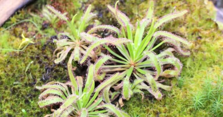 Cape sundew