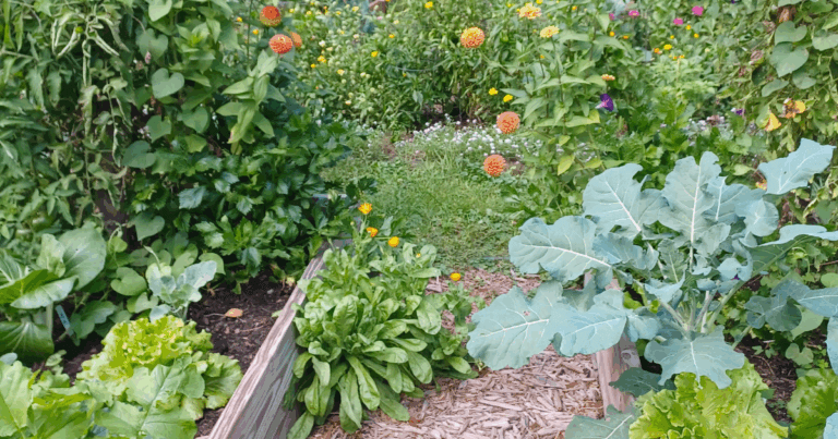 Companion planting veggies with flowers