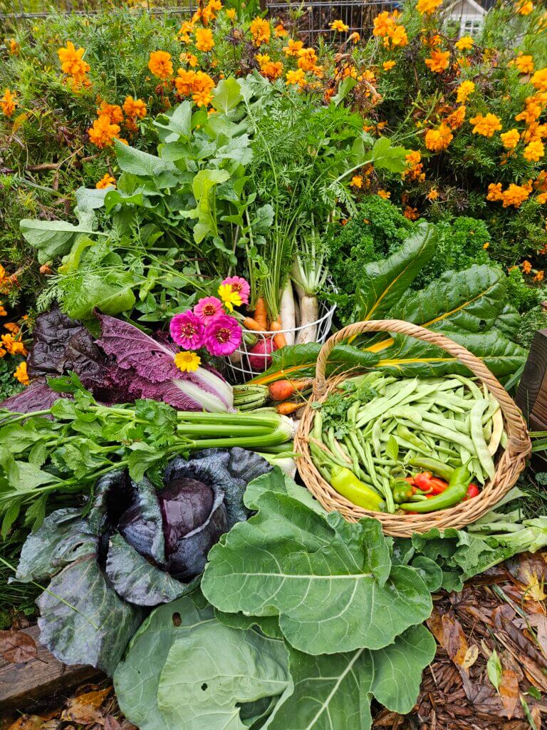 Fall harvest from a companion planted garden