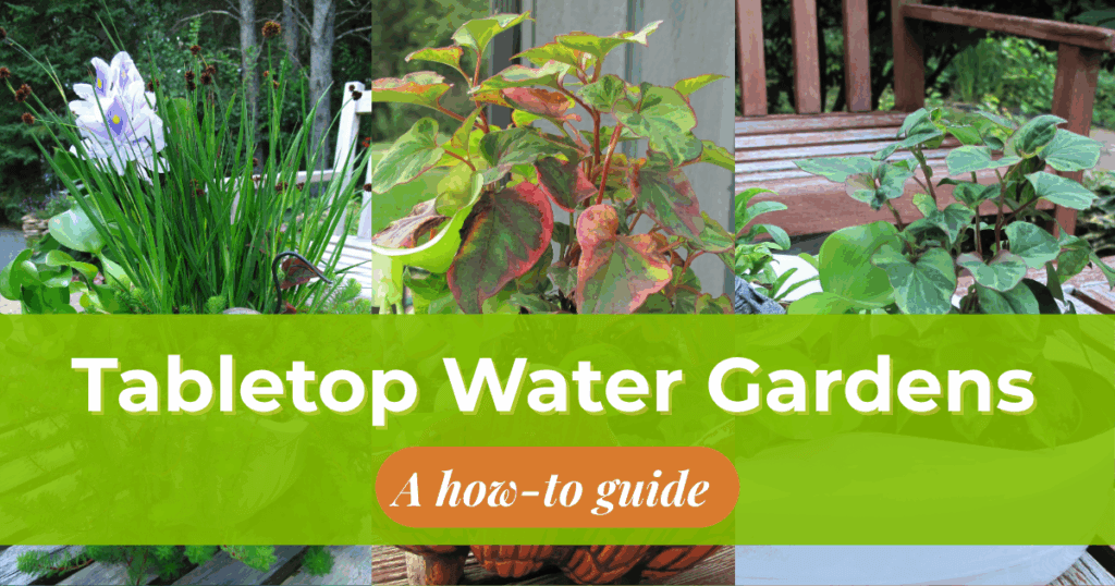 Image shows three different water gardens and reads in overlayed text "Tabletop water gardens: a how to guide"