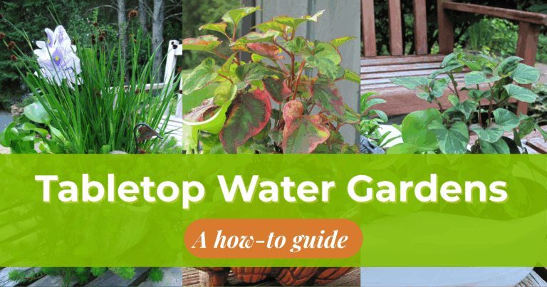 How-to Create a Tabletop Water Garden