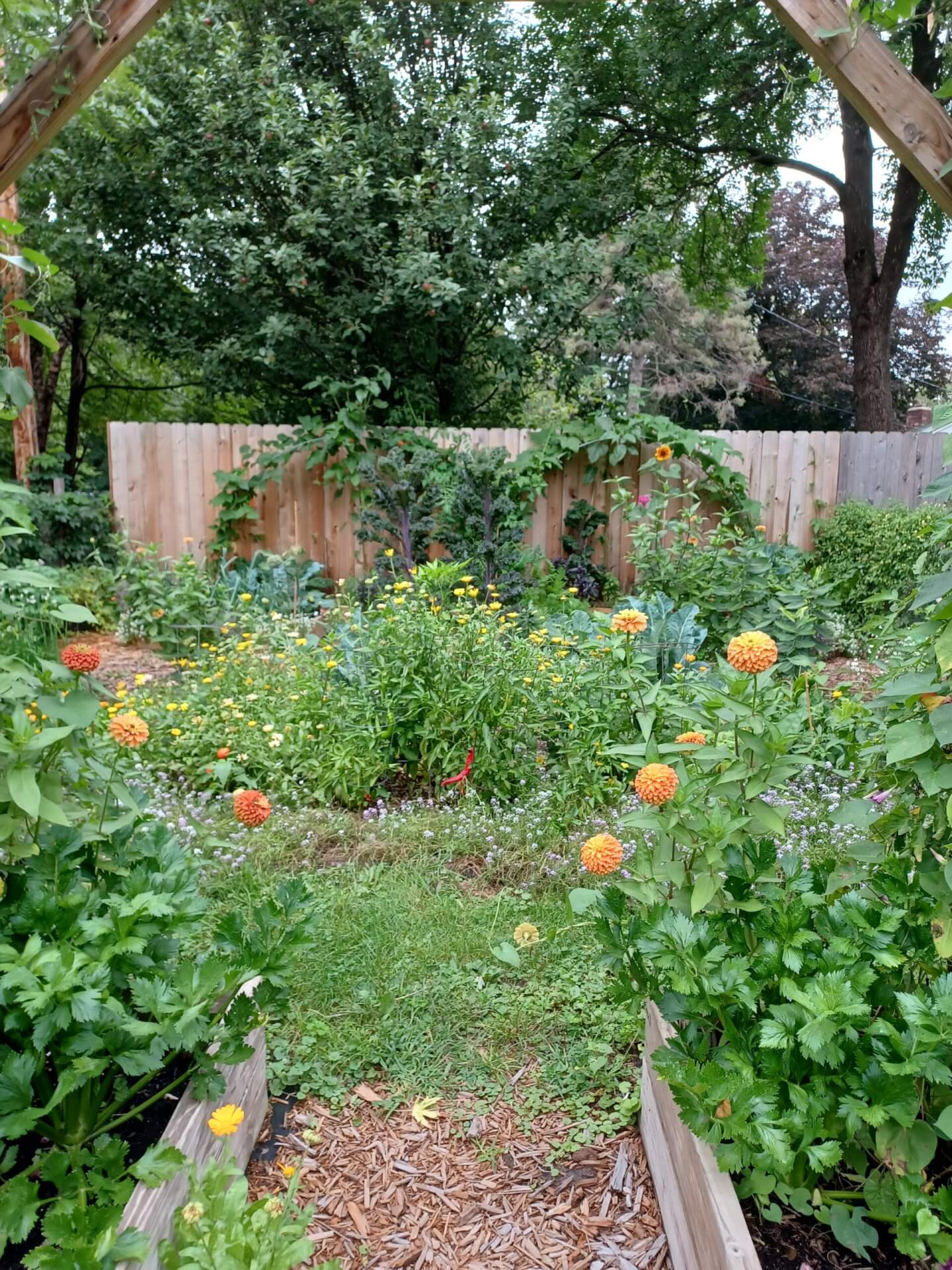 Companion planting in action