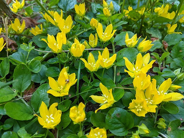Beautiful bright-yellow flowers pop up from a bed of low-laying, overlapping plant stems and leaves.