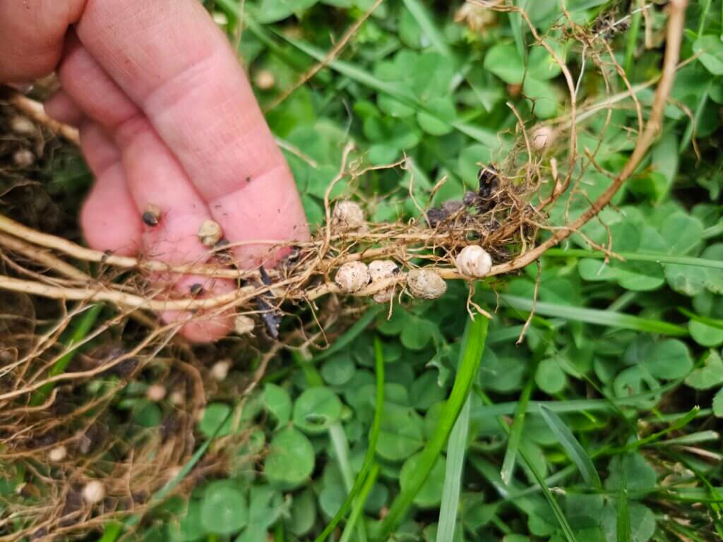 Nitrogen fixing nodules on edamame roots