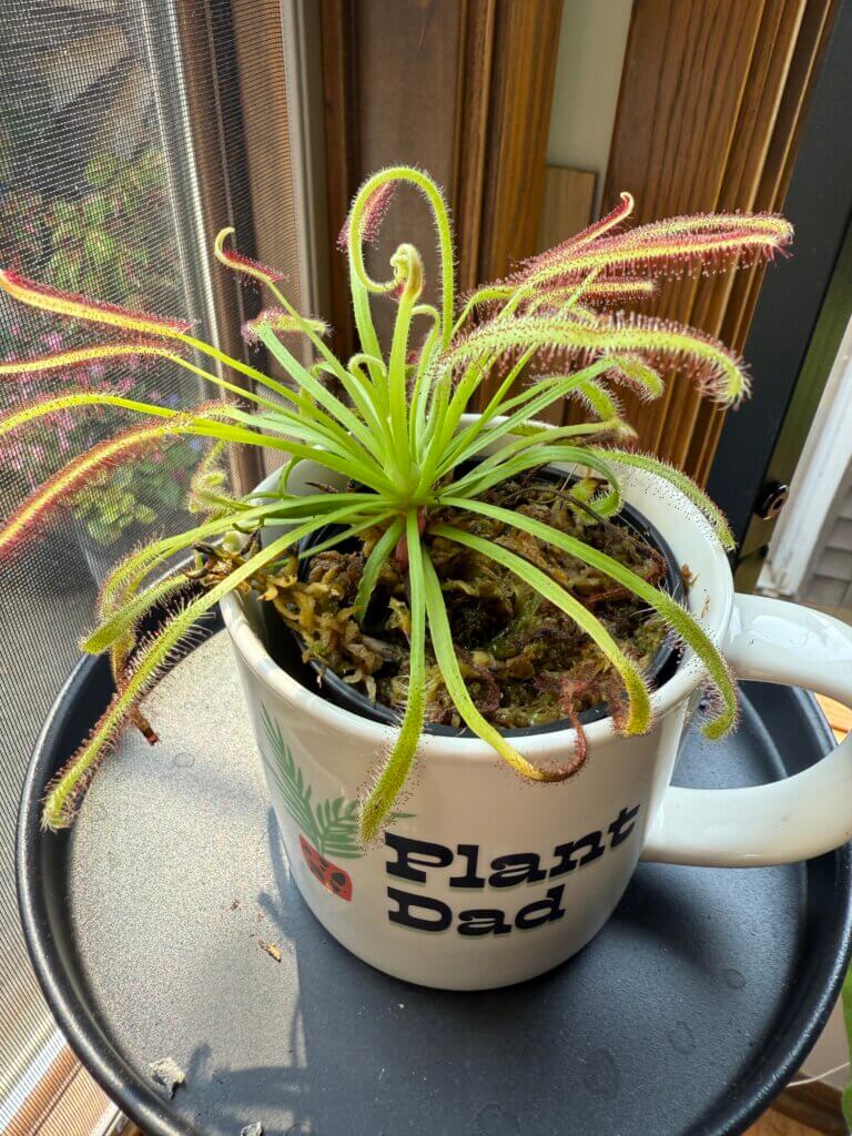 Cape sundew with new growth