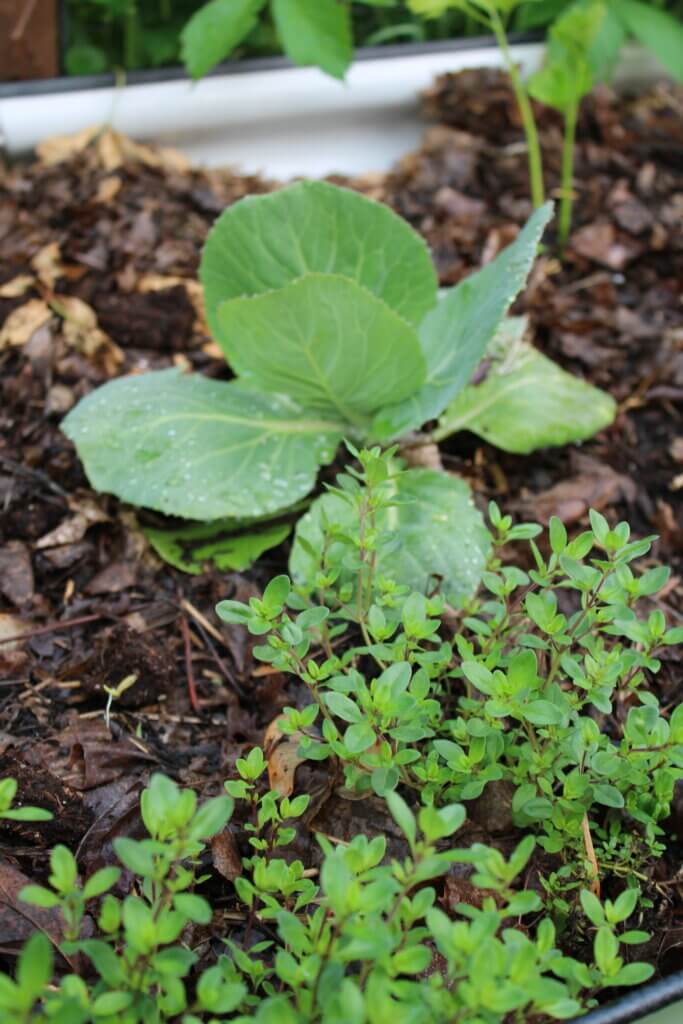 Thyme and brassicas