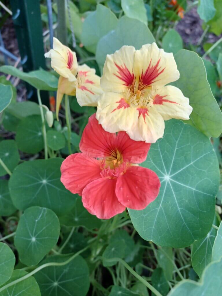 Nasturtiums