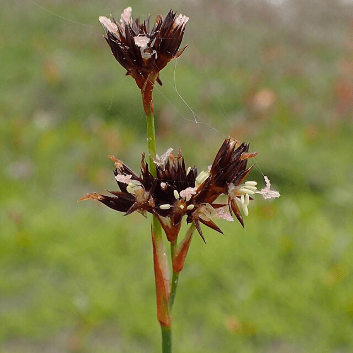 A cluster of swordleaf rush flowers closeup 