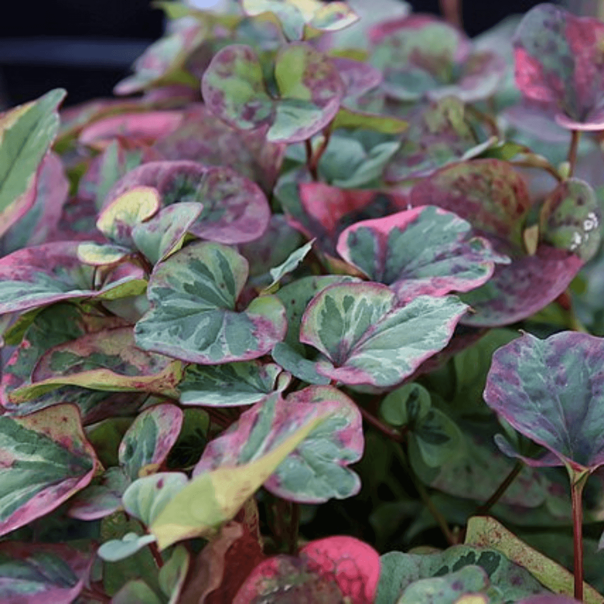 Chameleon Plant leaves up close. The leaves are heart-shaped, with variegated hues of greens and a pinkish-purple rim on each leaf. 