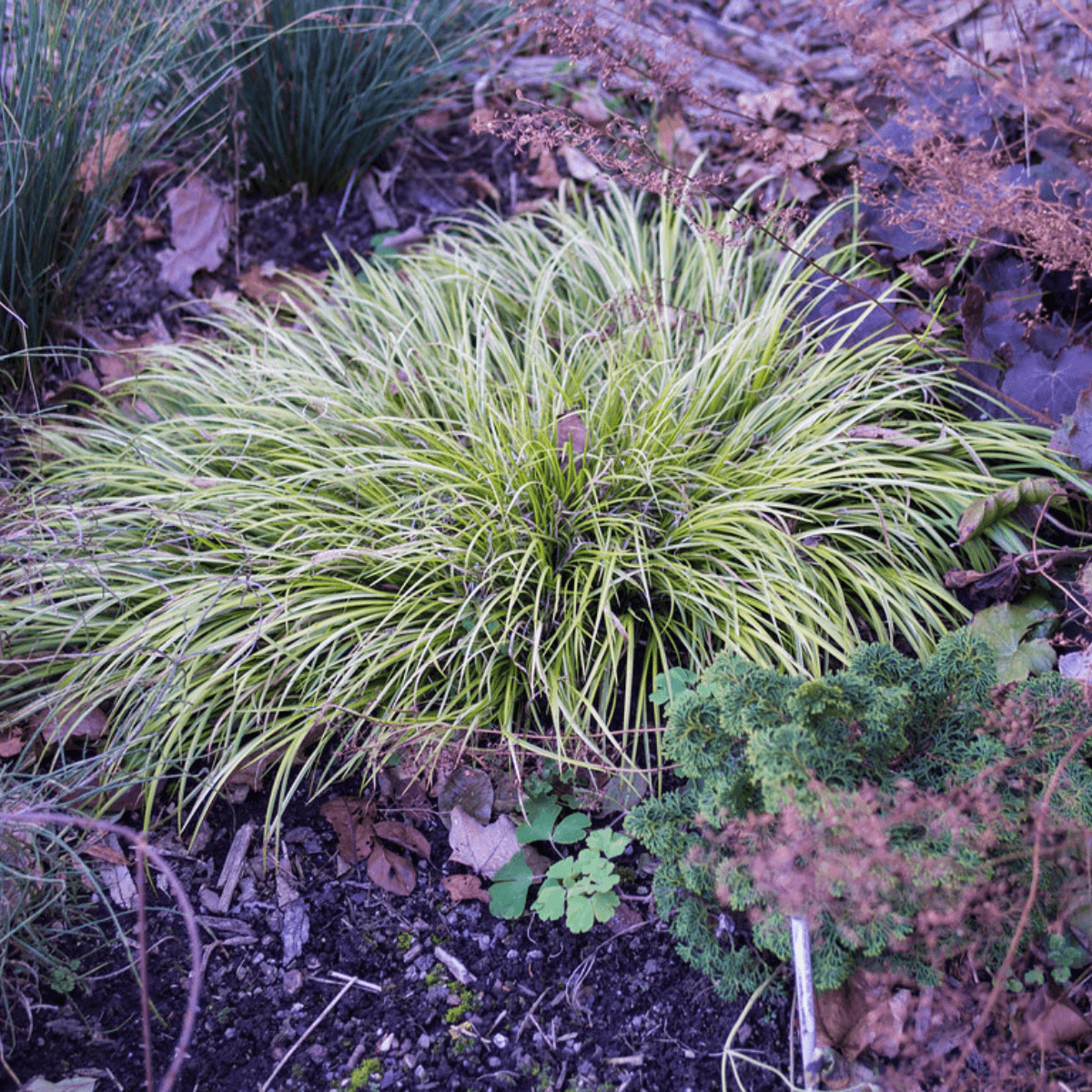 A clump of Golden Japanese Sweet Flag in a garden. 