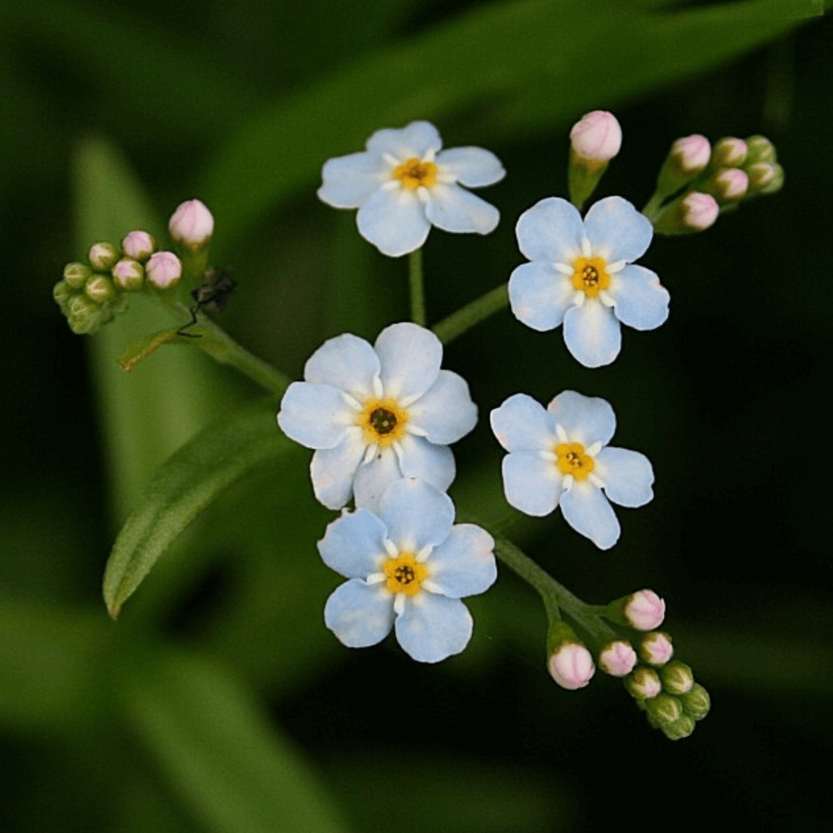 A close up shot of the 5 small, delicate flowers of the water forget me not. The flowers are light blue with a yellow center. 