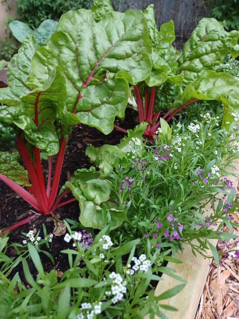 Sweet alyssum with swiss chard