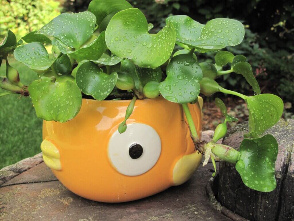 thick, waxy leaves and glabrous plants resemble a mop of hair upon this whimsical fish pot.
