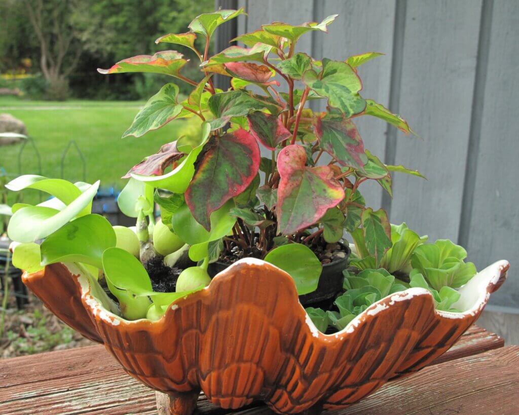 A clamshell-shaped container opens up to reveal a collection of diverse water and plants in this aquatic display.