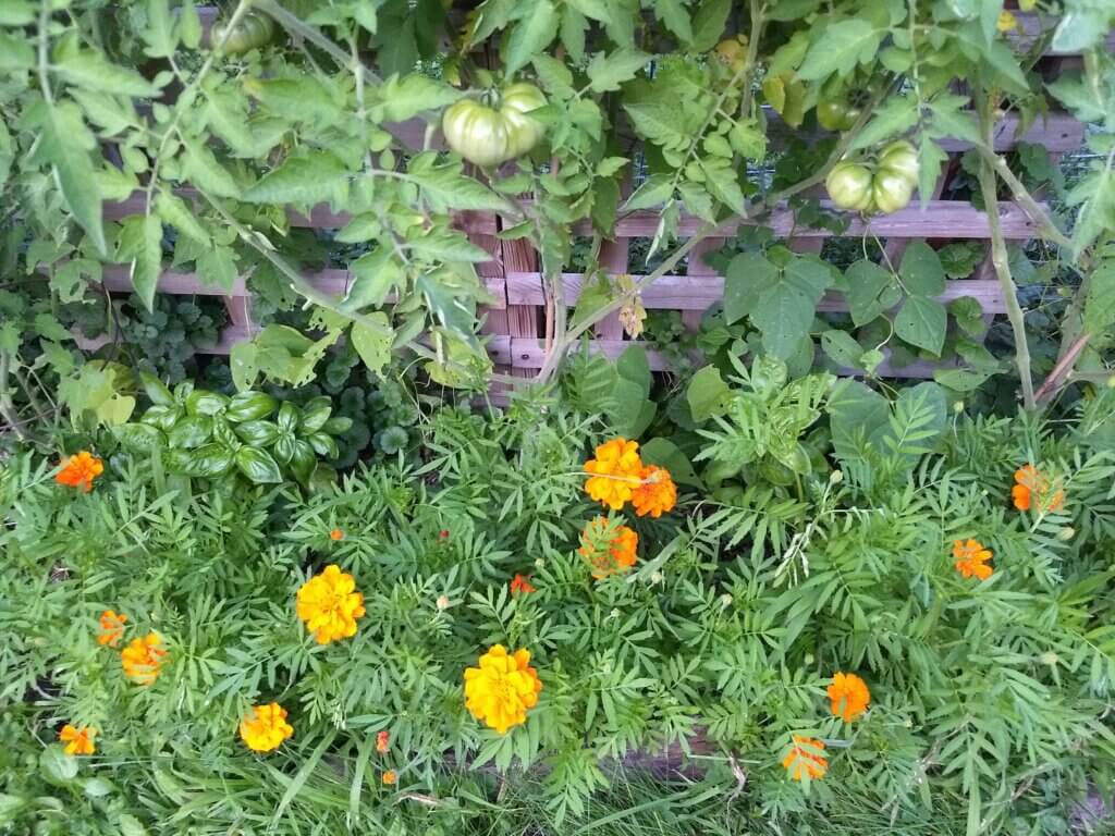 Tomatoes, beans, marigold and basil
