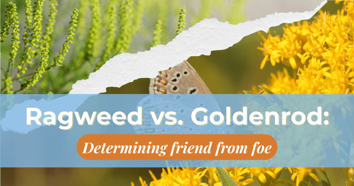 image shows ragweed on the left and goldenrod on the right and reads "ragweed versus goldenrod determining friend from foe"
