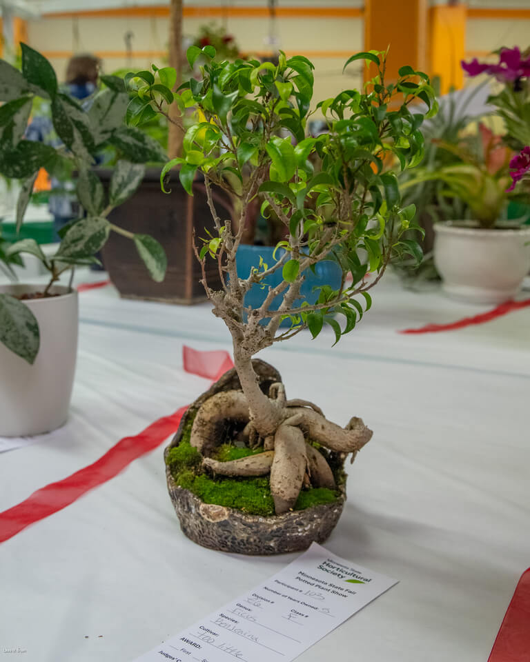 2025 Potted Plant Show Plant Tags