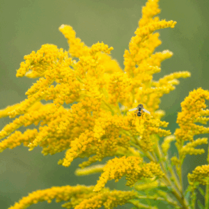 A bee feeds on goldenrod flowers.