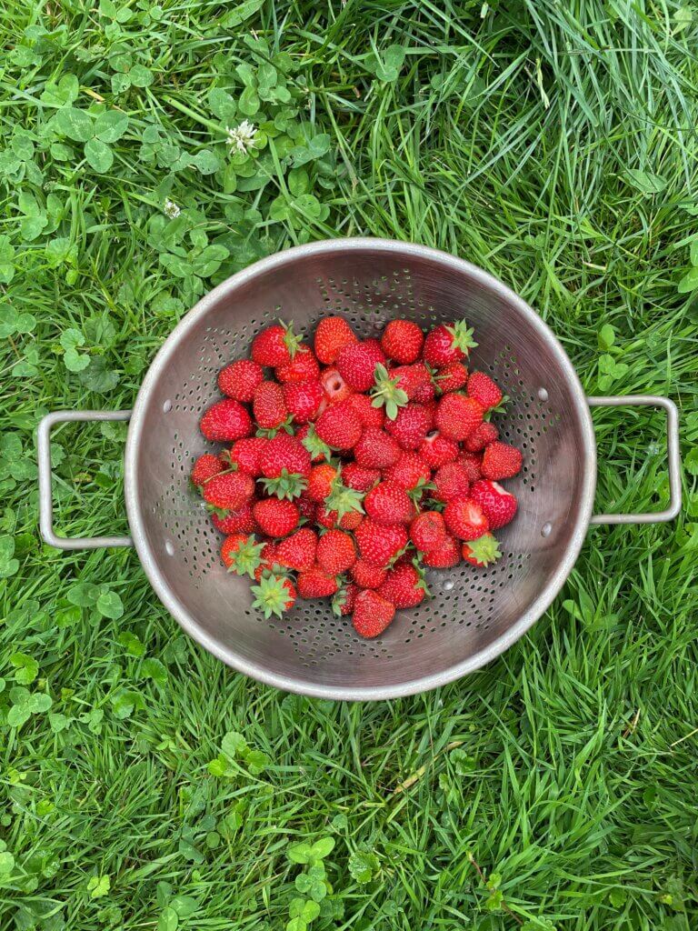 Our strawberry harvest last summer