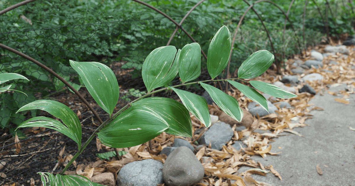 Solomon Seal in the native plant garden