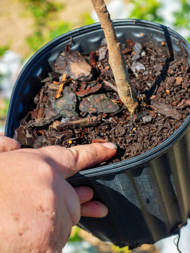 Coffee ground soil in a container