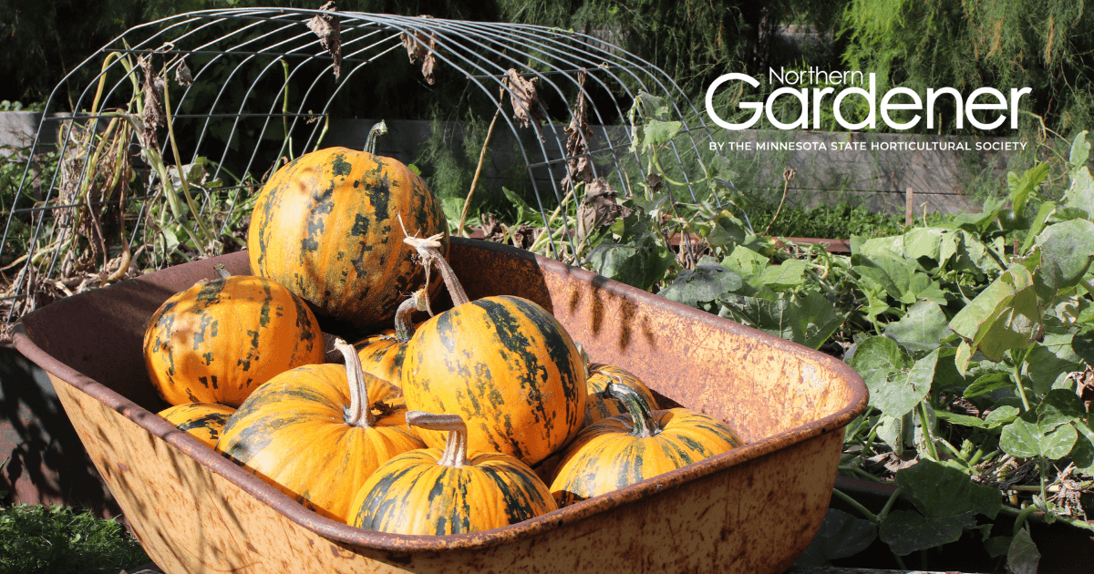 Squash for pepitas in a harvest basket