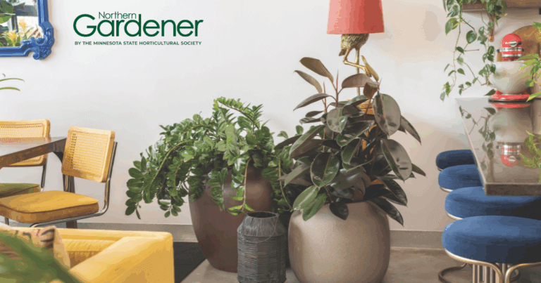 Happy houseplants from the Plant Penthouse