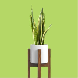 Indoor plant stand