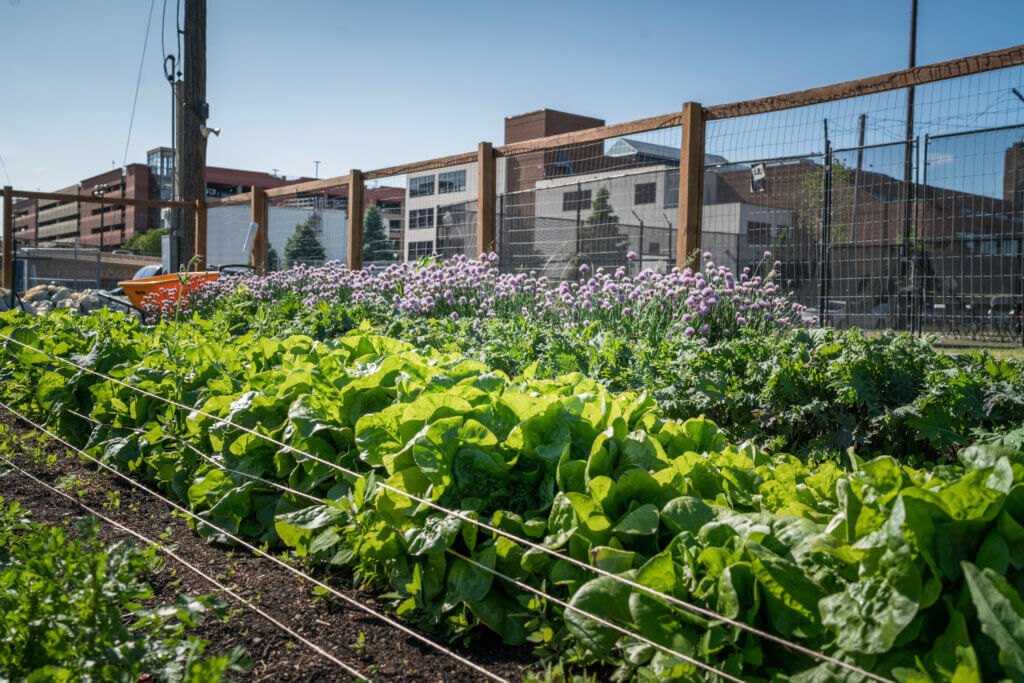 urban ventures farm