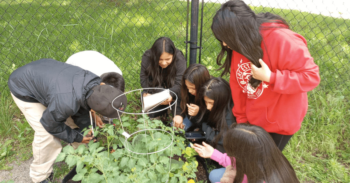 Colectiva Bilingue students gardening