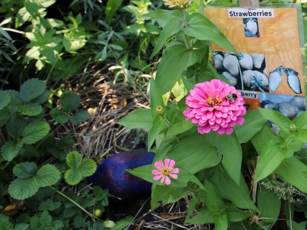 Community garden with bee on a flower