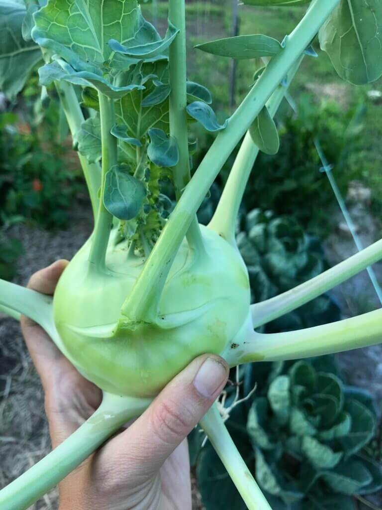 A kohlrabi freshly-harvested from the garden. 