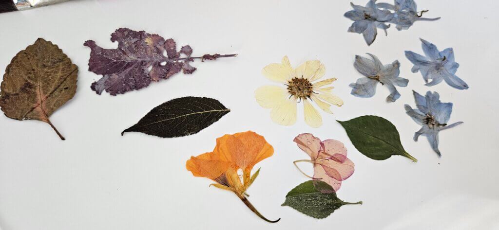 Saved flowers after pressing